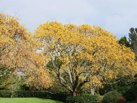Sophora microphylla
