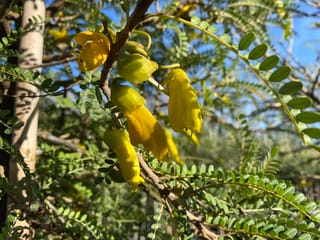 Sophora molloyi 'Dragon's Gold' (Cook Strait Kōwhai) branch with drooping yellow tubular flowers and small green leaflets against a blue sky.