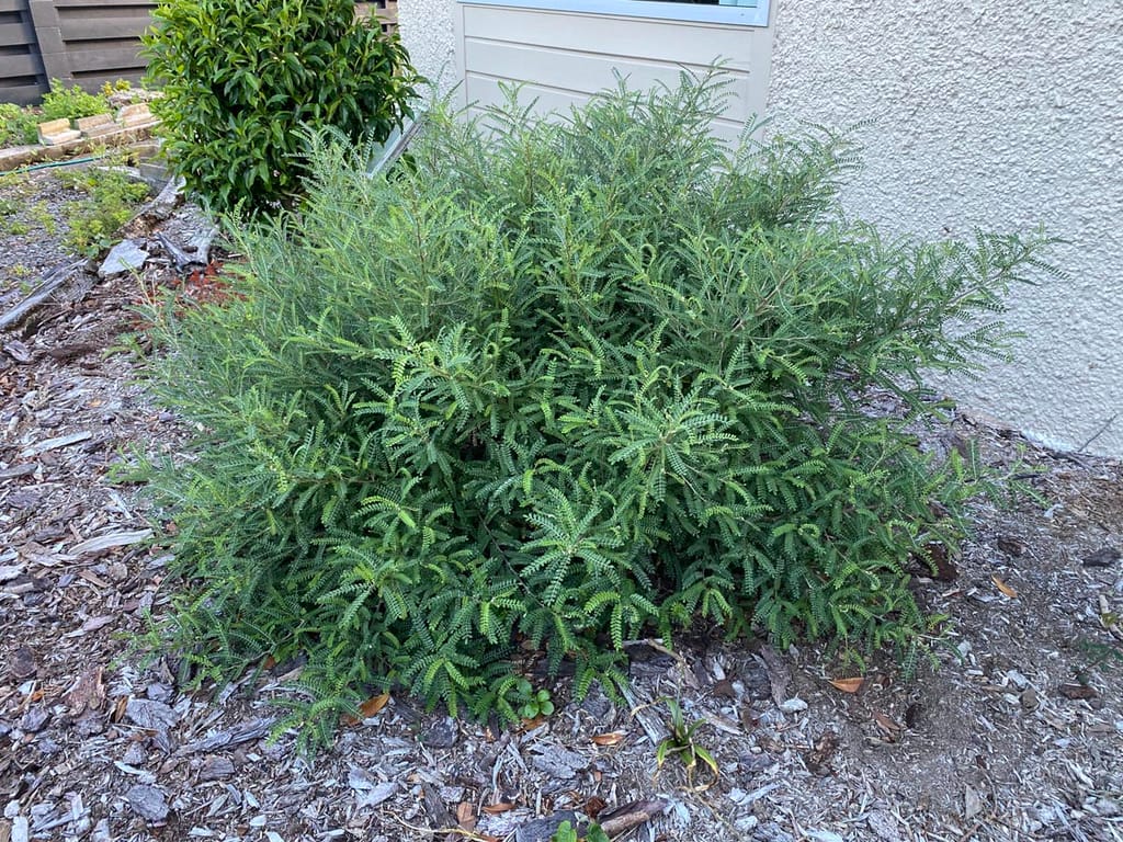 Sophora molloyi 'Dragon's Gold' (Cook Strait Kōwhai), a dense, mounding shrub with small green pinnate leaves, growing in bark mulch beside a house wall.