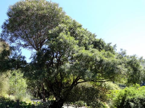 Sophora molloyi