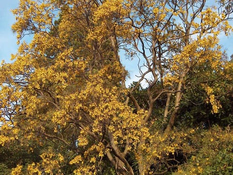 Sophora tetraptera