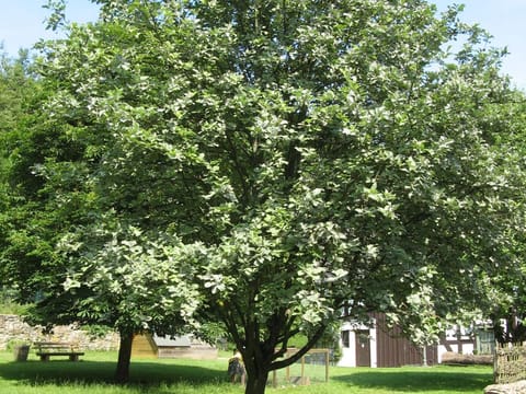 Sorbus aria 'Lutescens'