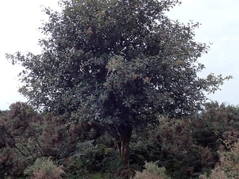 Sorbus devonensis