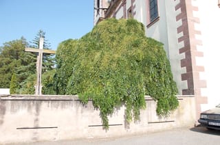 Styphnolobium japonicum 'Pendula' (Japanese Pagoda Tree), a dense weeping dome of green foliage cascading over a stone wall beside a church and stone cross.