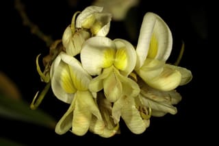 Close-up of creamy white pea-like flowers with yellow centres on Styphnolobium japonicum 'Pendula', Japanese Pagoda Tree, against a dark background.