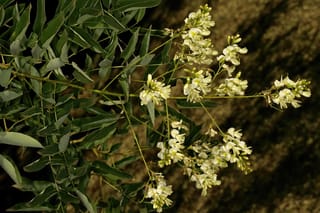 Styphnolobium japonicum 'Pendula' (Japanese Pagoda Tree) branch with clusters of creamy white pea-like flowers and green compound leaves against a dark background.