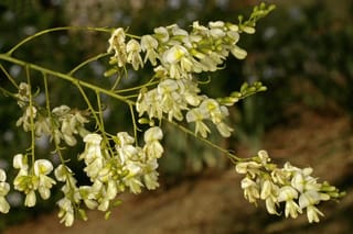 Styphnolobium japonicum 'Pendula' (Japanese Pagoda Tree) flower sprays with creamy white pea-like blooms and green buds on slender green stems against a blurred background.