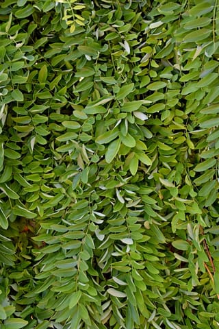 Dense hanging foliage of Styphnolobium japonicum 'Pendula' (Japanese Pagoda Tree), with small oval green leaflets along slender drooping stems.