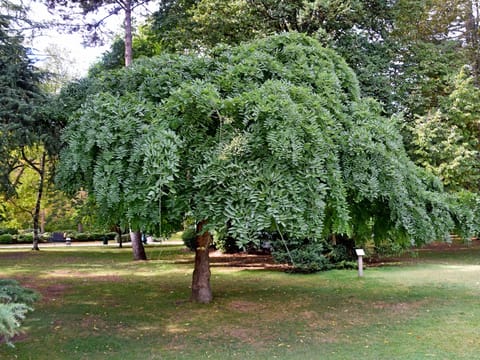 Styphnolobium japonicum 'Pendula'