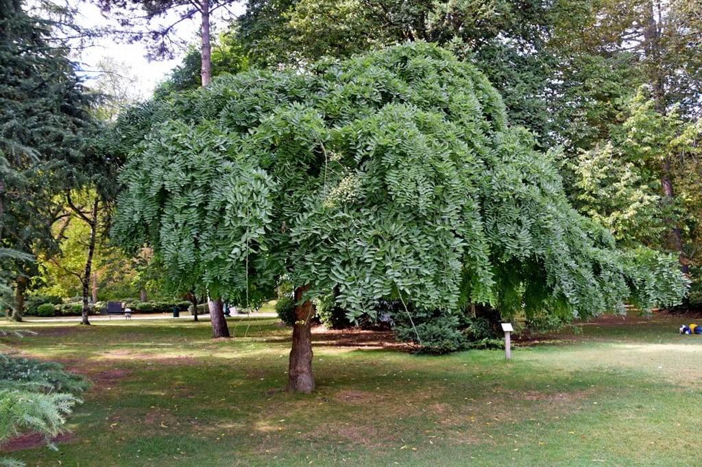 Styphnolobium japonicum 'Pendula' (Japanese Pagoda Tree), a weeping tree with a dome-shaped canopy of drooping green leaves on a short trunk, standing on parkland lawn.