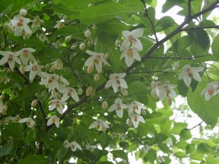 Styrax japonicus (Japanese Snowbell) branches with many pendulous white flowers, golden stamens and rounded buds hanging beneath green leaves.