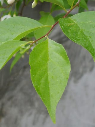 Styrax japonicus (Japanese Snowbell) branch with glossy green pointed leaves dotted with water droplets, a reddish-brown stem and small white buds.