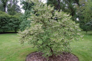 Styrax japonicus (Japanese Snowbell) in full bloom, a small tree with spreading branches covered in white flowers, growing from a mulched circle on a lawn.