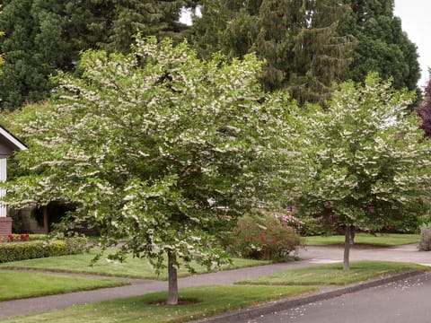 Styrax japonicus