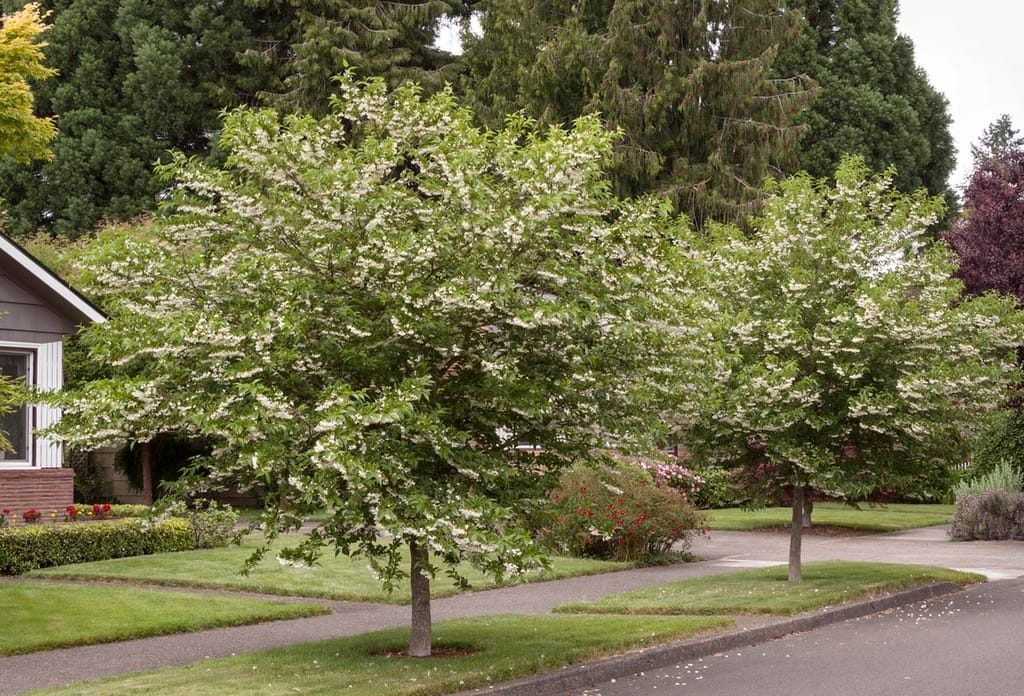 Two Styrax japonicus (Japanese Snowbell) trees covered in white flowers, growing on a grass verge beside a suburban street and footpath.
