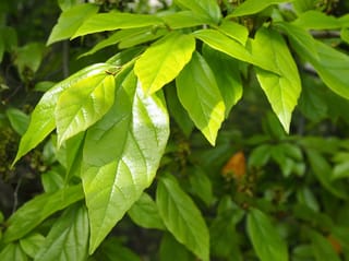 x Sycoparrotia semidecidua (Sycoparrotia) foliage, with glossy, bright green oval leaves and prominent veins in sunlight, against darker leaves behind.