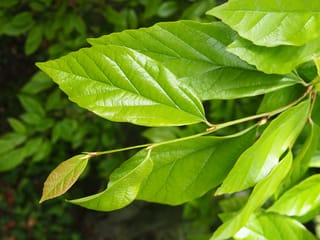 x Sycoparrotia semidecidua (Sycoparrotia) new growth, a slender stem with glossy, bright green, prominently veined leaves and a small bronze-tinged young leaf.