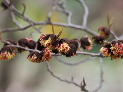 x Sycoparrotia semidecidua