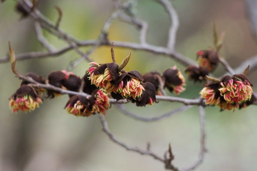 x Sycoparrotia semidecidua (Sycoparrotia) bare grey branches carrying clusters of flowers with dark brown bracts and pink-red anthers on yellow-green filaments.