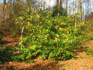 x Sycoparrotia semidecidua (Sycoparrotia), a spreading shrub with green leaves turning yellow, growing in woodland over a floor of fallen brown leaves.