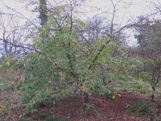 x Sycoparrotia semidecidua (Sycoparrotia), a spreading tree with green leaves turning yellow, growing in woodland above a leaf-littered ground.