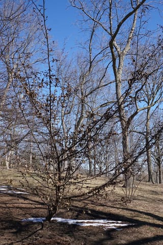 x Sycoparrotia semidecidua (Sycoparrotia) in winter, a multi-stemmed tree with bare branches and clinging dry brown leaves, with patches of snow beneath.