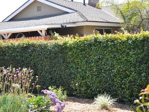 Syzygium australe 'Resilience'