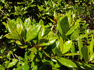Syzygium maire (maire tawake) foliage, with glossy green oval leaves on reddish stems, some leaves showing small reddish-brown spots, in bright sunlight.