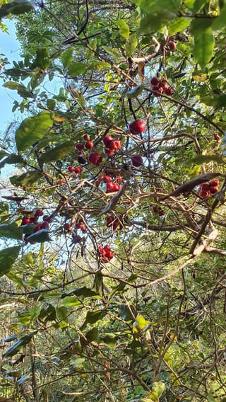 Syzygium maire (maire tawake) seen from below, with clusters of glossy red berries hanging among green leaves and thin branches against blue sky.