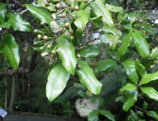 Syzygium maire (maire tawake) branch with glossy green leaves, small pinkish-red buds on slender stalks, and fluffy white flowers, in bush.
