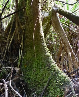 Syzygium maire (maire tawake) trunk base, thickly covered in moss and small ferns, with buttressing roots and branches in wet swampy forest.
