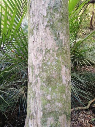 Syzygium maire (maire tawake) trunk with pale grey-brown bark patched with green moss and lichen, standing among nikau palm fronds on a forest floor.