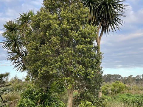 Syzygium maire
