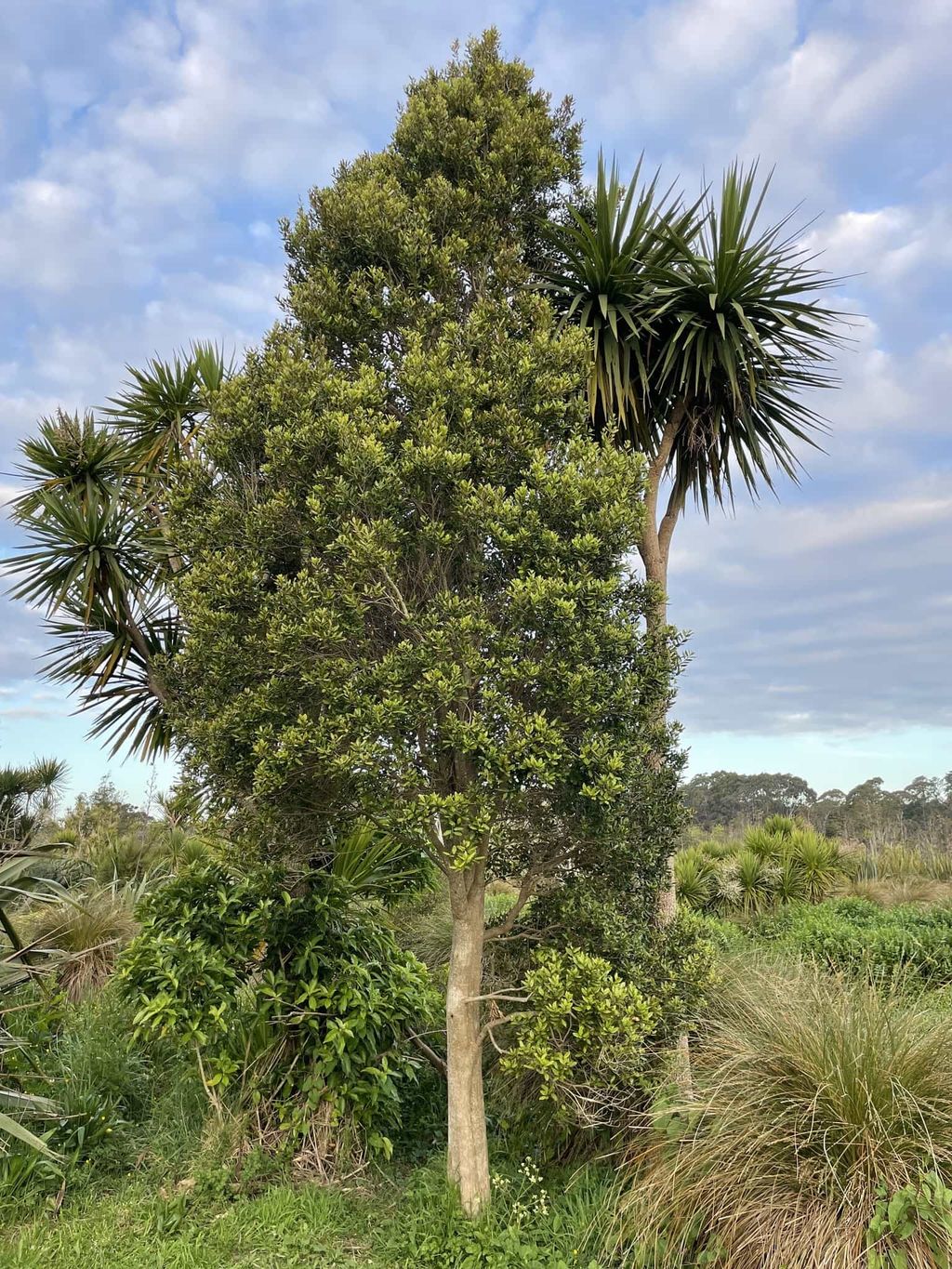 Syzygium maire (maire tawake) growing as an upright, dense evergreen tree with a slim trunk, beside cabbage trees and tussock in a wetland setting.