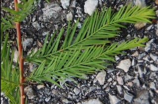 Taxodium distichum (Swamp Cypress) foliage, showing flat, feathery green leaflets along slender shoots on a reddish-brown stem, set against grey gravel.