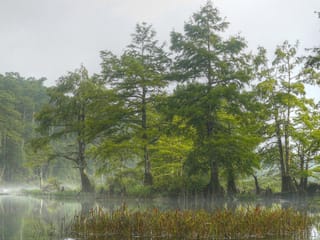 Taxodium distichum (Swamp Cypress) trees with soft green foliage and flared trunk bases growing at the edge of misty water, with reeds in front.