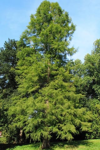 Taxodium distichum (Swamp Cypress), a tall conical tree with feathery soft-green summer foliage, standing on grass against a blue sky and other trees.