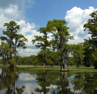 Taxodium distichum (Swamp Cypress) trees with buttressed trunks and green foliage standing in still swamp water, reflected under a blue sky.