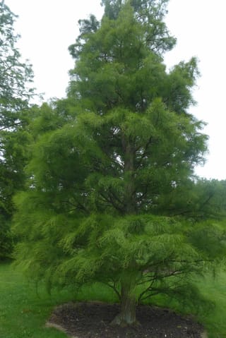 Taxodium distichum 'Ascendens Nutans' (Nodding Pond Cypress), a conical tree with drooping, feathery bright green foliage, growing from a mulched circle on a lawn.