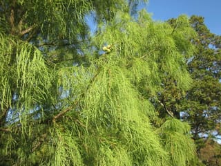Taxodium distichum 'Ascendens Nutans' (Nodding Pond Cypress) with drooping bright green feathery branchlets and a small cluster of round green cones against blue sky.