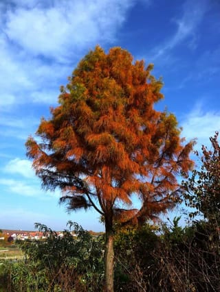 Taxodium distichum 'Ascendens Nutans' (Nodding Pond Cypress) in autumn, with rusty orange feathery foliage on a single trunk against a blue sky.