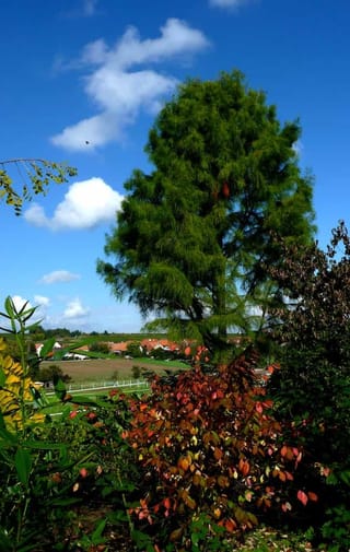 Taxodium distichum 'Ascendens Nutans' (Nodding Pond Cypress), a tall green conifer with drooping foliage, seen above red-orange autumn shrubs against a blue sky.