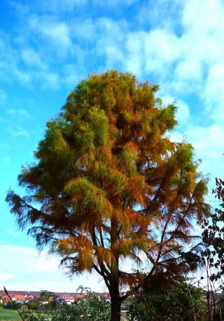 Taxodium distichum 'Ascendens Nutans' (Nodding Pond Cypress) in autumn, with drooping feathery foliage turning from green to orange-gold against a blue sky.