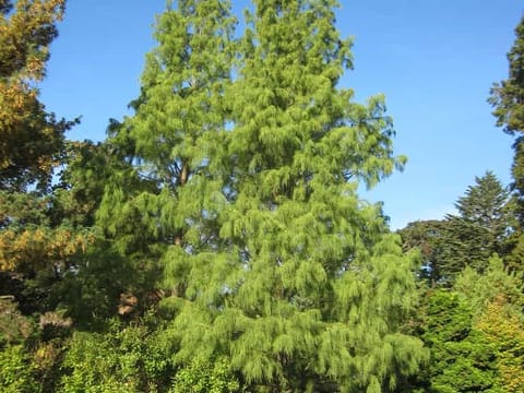 Taxodium distichum 'Ascendens Nutans'