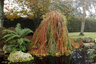 Taxodium distichum 'Cascade Falls' (Swamp Cypress), a weeping tree with russet and green foliage cascading to the ground beside a pond, with ferns and mossy rocks.