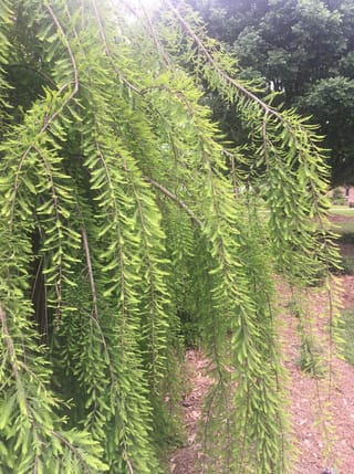 Taxodium distichum 'Cascade Falls' (Swamp Cypress) with long weeping branches hung with soft, feathery light-green foliage, above a mulched garden bed.