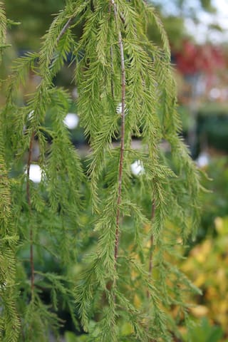 Taxodium distichum 'Cascade Falls' (Swamp Cypress), showing drooping reddish-brown stems hung with soft, feathery green foliage against a blurred nursery background.