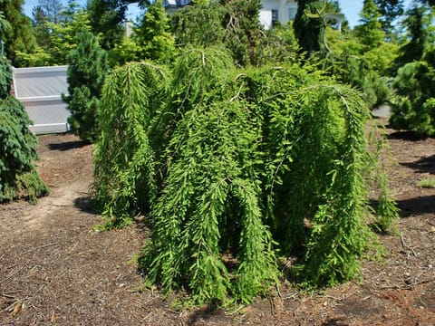 Taxodium distichum 'Cascade Falls'