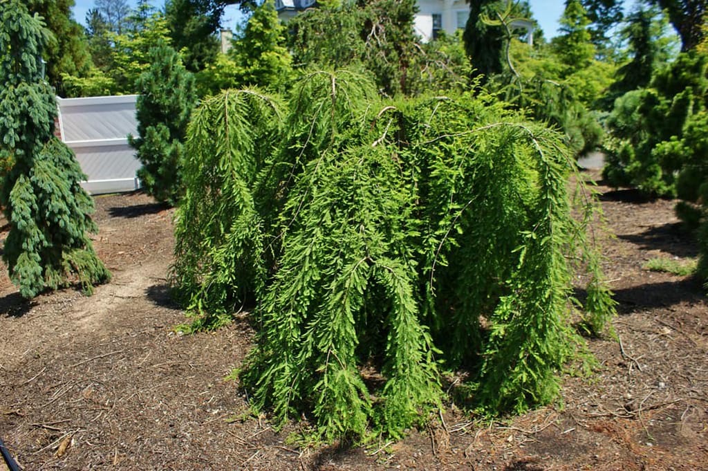 Taxodium distichum 'Cascade Falls' (Swamp Cypress), a small weeping tree with soft green feathery foliage cascading from arching branches over bark mulch.