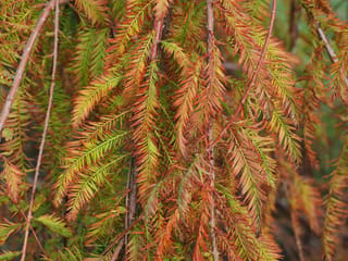 Taxodium distichum 'McLaren Falls' (Swamp Cypress) foliage in autumn, with drooping feathery branchlets turning from green to orange and russet-red.